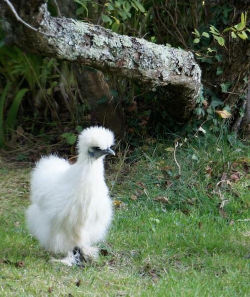 La Maison Les Mimosas Le Minihic-sur-Rance Kültér fotó